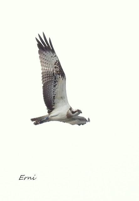 XVIII FESTIVAL DE LA MIGRACIÓN DE LAS AVES