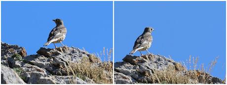 El vuelo del zorzal charlo