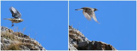El vuelo del zorzal charlo