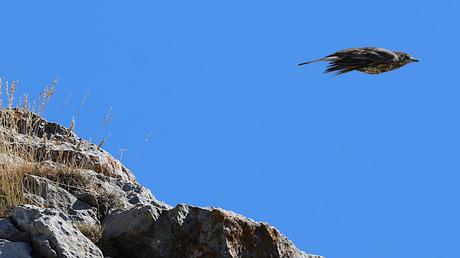 El vuelo del zorzal charlo