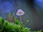 Setas hongos literatura terror