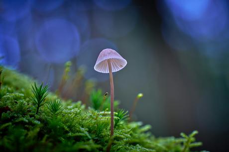 Setas y hongos en la literatura de terror