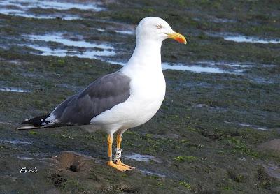 GAVIOTA COCINERA EN LAREDO Y 2 SOMBRÍAS FRANCESAS