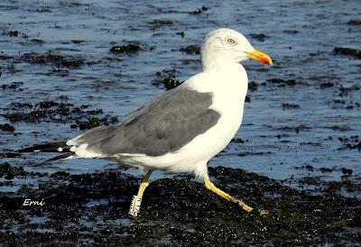 GAVIOTA COCINERA EN LAREDO Y 2 SOMBRÍAS FRANCESAS