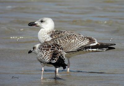 GAVIOTA COCINERA EN LAREDO Y 2 SOMBRÍAS FRANCESAS