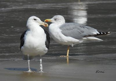 GAVIOTA COCINERA EN LAREDO Y 2 SOMBRÍAS FRANCESAS