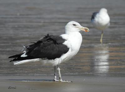 GAVIOTA COCINERA EN LAREDO Y 2 SOMBRÍAS FRANCESAS