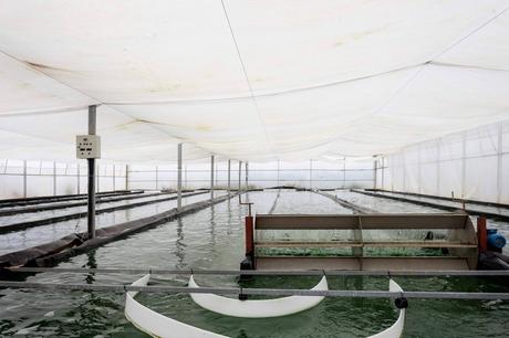 Recetas fáciles con espirulina fresca; el superalimento cultivado en Catalunya que gana adeptos