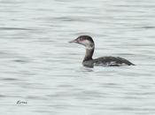 Primer zampullín cuellirrojo temporada