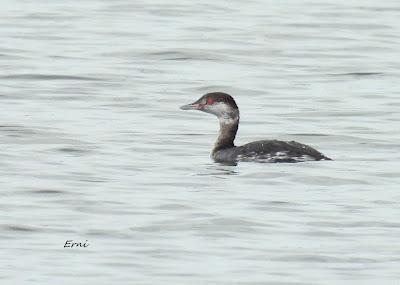 PRIMER ZAMPULLÍN CUELLIRROJO DE LA TEMPORADA