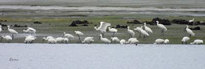 PRIMER ZAMPULLÍN CUELLIRROJO DE LA TEMPORADA