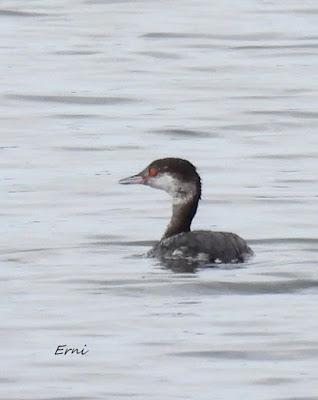 PRIMER ZAMPULLÍN CUELLIRROJO DE LA TEMPORADA