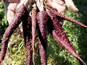 MuñozVal lanza Fruit Attraction zanahoria morada estudio CSIC avala poder antioxidante