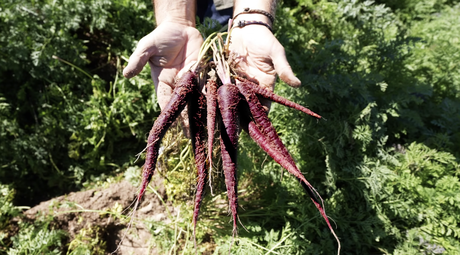 MuñozVal lanza en Fruit Attraction la zanahoria morada con estudio del CSIC que avala su poder antioxidante