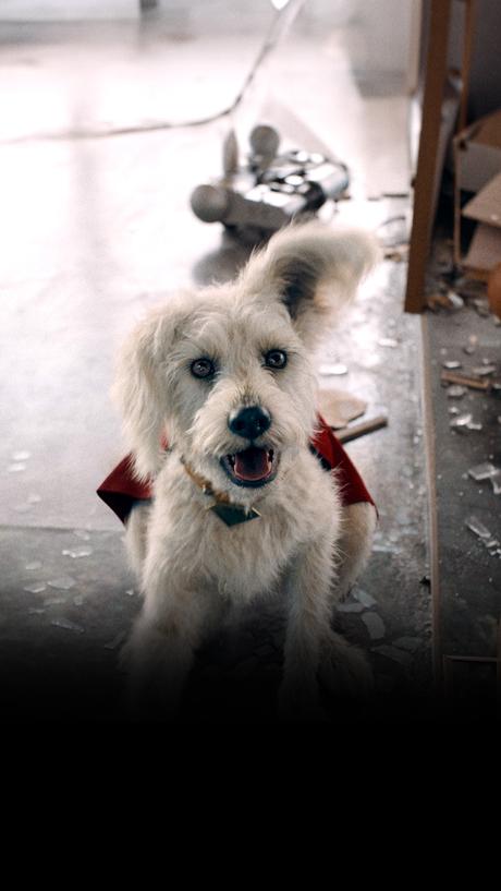 HBO Max: «Kripto salva el día» la nueva serie de cortos sobre el superperro HBO Max: «Kripto salva el día» la nueva serie de cortos sobre el superperro