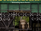 “Caravana”: documental busca liberar elefantes cautiverio Latinoamérica llega