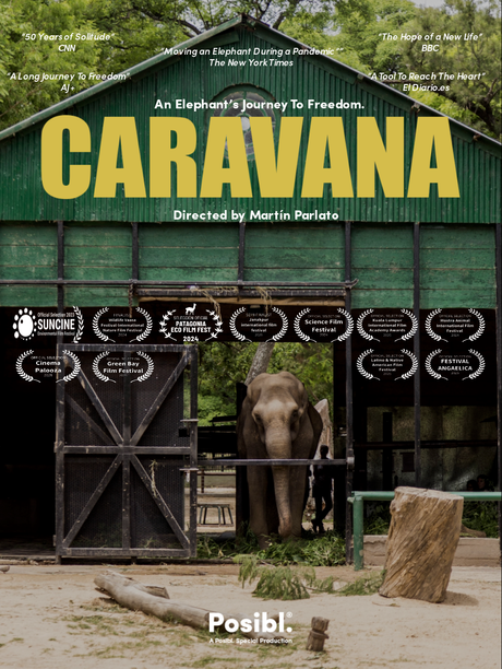 “Caravana”: El documental que busca liberar a los elefantes en cautiverio en Latinoamérica llega a la BBC