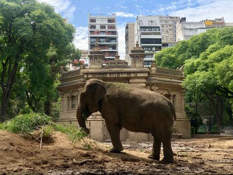 “Caravana”: El documental que busca liberar a los elefantes en cautiverio en Latinoamérica llega a la BBC