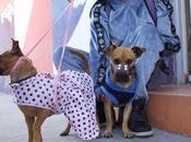 Gobierno Capital reafirma compromiso bienestar animal