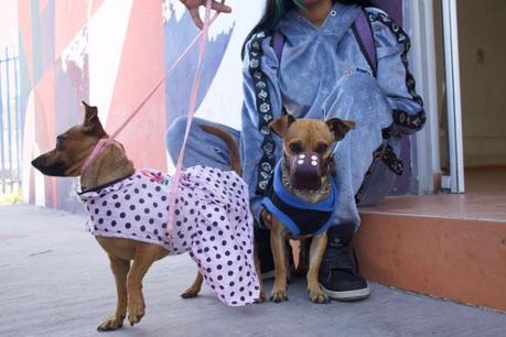 Gobierno de la Capital reafirma el compromiso con el bienestar animal