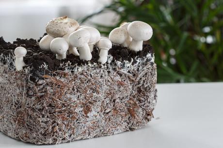 Los edificios vivos y autorreparables