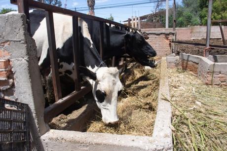 Campo soledense se fortalece con la coordinación entre Ayuntamiento y productores