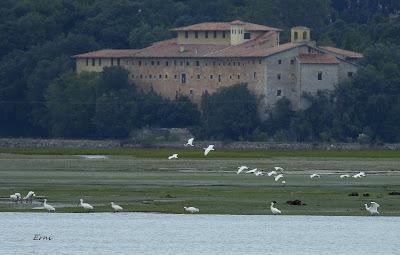 ESPÁTULAS, ESPÁTULAS Y MÁS ESPÁTULAS