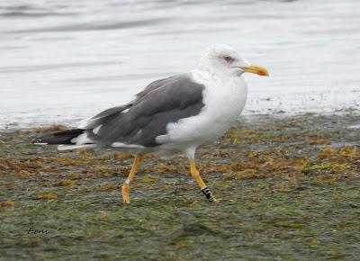 ESPÁTULAS, ESPÁTULAS Y MÁS ESPÁTULAS