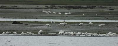 ESPÁTULAS, ESPÁTULAS Y MÁS ESPÁTULAS