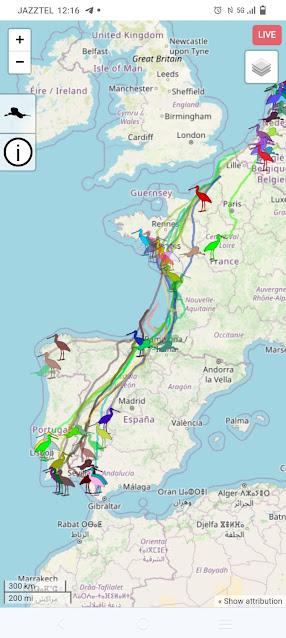 ESPÁTULAS, ESPÁTULAS Y MÁS ESPÁTULAS