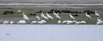 ESPÁTULAS, ESPÁTULAS Y MÁS ESPÁTULAS