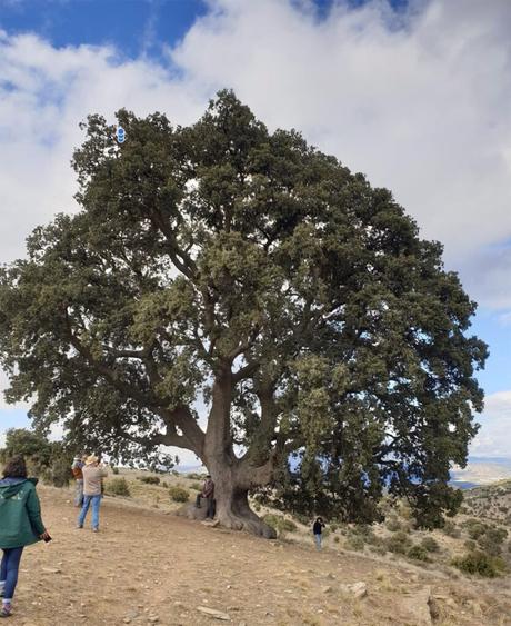 Crece la grieta que amenaza con la muerte al árbol más grande de Andalucía: su envejecimiento es «imparable»