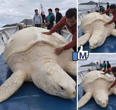 España y su polémico embargo de armas a Israel.