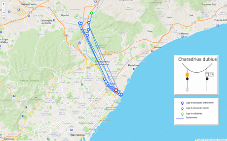 Reencuentro con el críptico Chorlitejo Chico 74