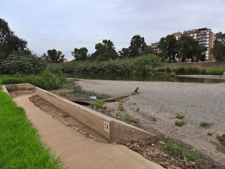 Reencuentro con el críptico Chorlitejo Chico 74