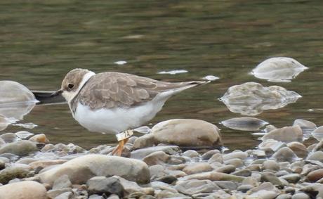 Reencuentro con el críptico Chorlitejo Chico 74