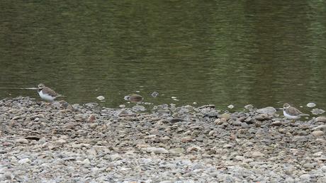 Reencuentro con el críptico Chorlitejo Chico 74