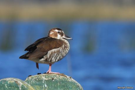 Laguna de Navarro (septiembre  2025)
