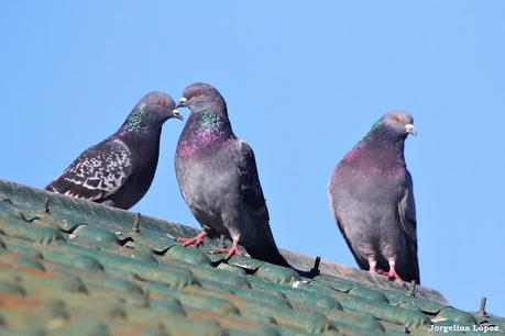 Laguna de Navarro (septiembre  2025)
