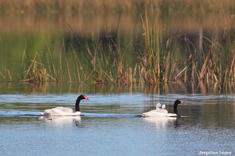 Laguna de Navarro (septiembre  2025)