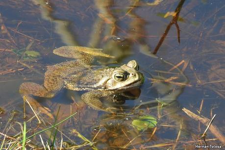 Laguna de Navarro (septiembre  2025)
