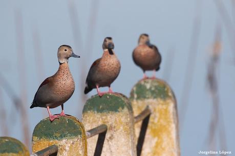 Laguna de Navarro (septiembre  2025)