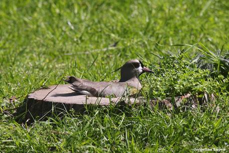 Laguna de Navarro (septiembre  2025)