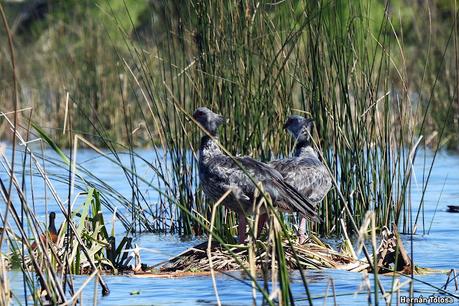 Laguna de Navarro (septiembre  2025)