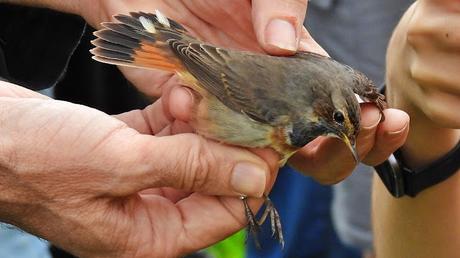 El Pechiazul en el Besòs: Una Joya Migratoria