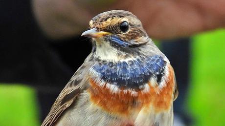 El Pechiazul en el Besòs: Una Joya Migratoria