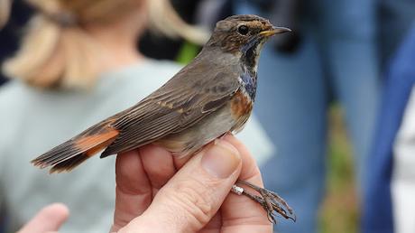 El Pechiazul en el Besòs: Una Joya Migratoria