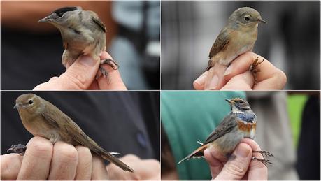 El Anillamiento Científico al Servicio de la Conservación de las Aves