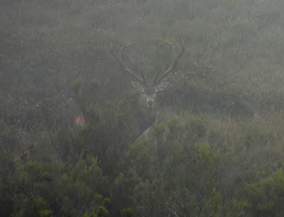 CIERVOS EN LA NIEBLA (Berrea 2025)