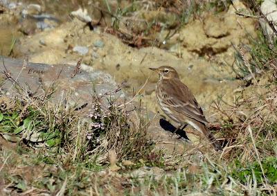 CIERVOS EN LA NIEBLA (Berrea 2025)